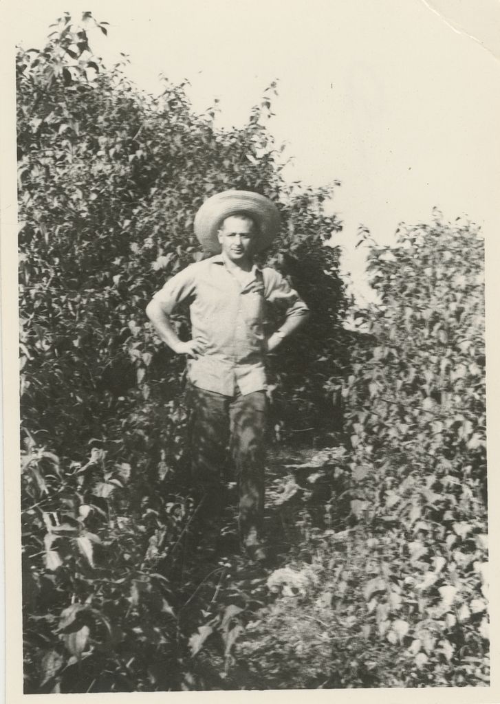 Sběr pomerančů v&nbsp;kibucu, 1948 – 1949